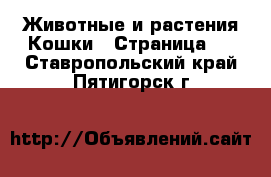 Животные и растения Кошки - Страница 3 . Ставропольский край,Пятигорск г.